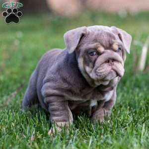 Indigo Pearl, English Bulldog Puppy